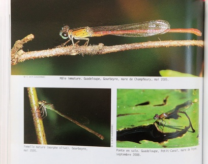 LibellulesAF-8