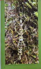 PrecieuseGuadeloupe-1