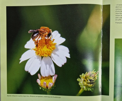 PrecieuseGuadeloupe-2