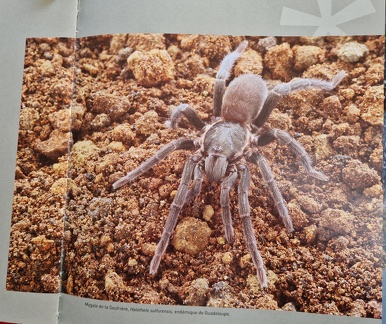 PrecieuseGuadeloupe-3