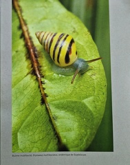 PrecieuseGuadeloupe-4