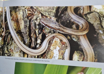 PrecieuseGuadeloupe-5