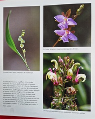 PrecieuseGuadeloupe-6