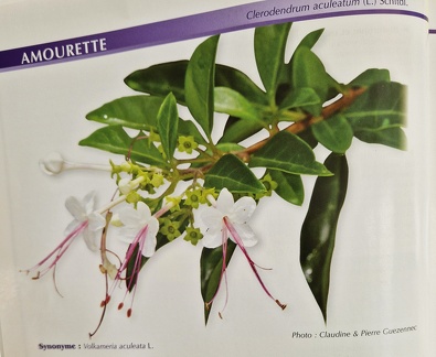 PlantesMedicinales-1