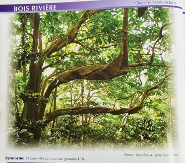 PlantesMedicinales-2