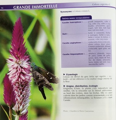 PlantesMedicinales-3