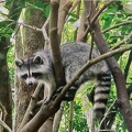 SOS-Animaux-3