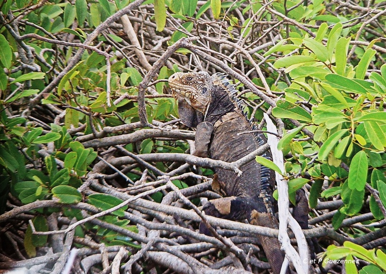 SOS-Animaux-4.jpg