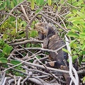 SOS-Animaux-4