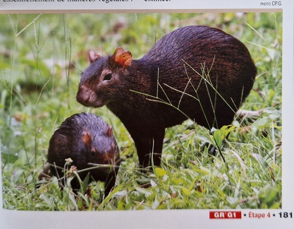 TopoGuideGuadeloupe-2