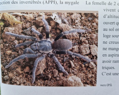 TopoGuideGuadeloupe-3